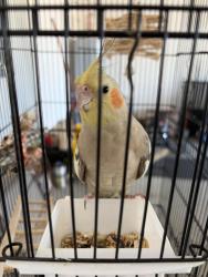 Lost Female Bird last seen Villa city road, Groveland, FL 34753