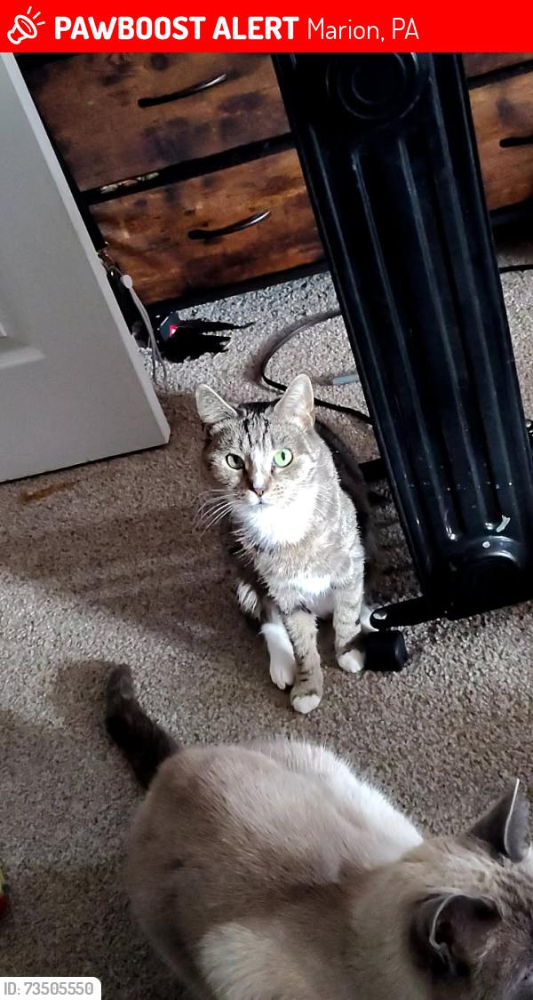 Lost Female Cat last seen Calvert ct, Marion, PA 17202