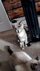 Lost Female Cat last seen Calvert ct, Marion, PA 17202