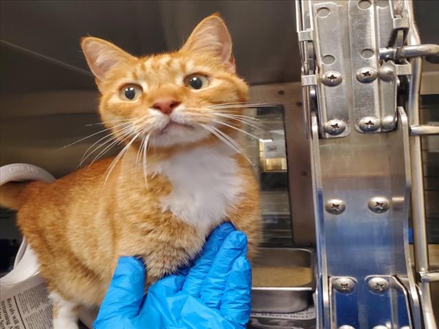 Shelter Stray Male Cat last seen Near BLOCK S LINDBERG CIR, WICHITA KS 67207, 3303 N Hillside St, Wichita, KS 67219, USA