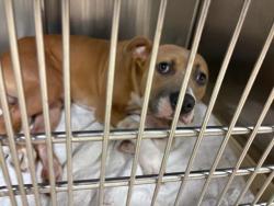 Shelter Stray Male Dog last seen Near BLOCK MACDOUGAL DR/RENFREW DR,63137, 10521 Baur Blvd, Olivette, MO 63132, USA