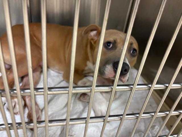 Shelter Stray Male Dog last seen Near BLOCK MACDOUGAL DR/RENFREW DR,63137, 10521 Baur Blvd, Olivette, MO 63132, USA