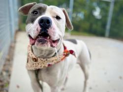 Shelter Stray Male Dog last seen CHARLOTTE, 8315 Byrum Dr, Charlotte, NC 28217, USA