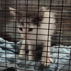 Shelter Stray Male Cat last seen CENTREGROVE, 4710 TX-151, San Antonio, TX 78227, USA