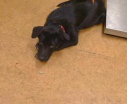 Shelter Stray Female Dog last seen SOUTHWEST AV/ STOCKTON, 95824, 3839 Bradshaw Rd, Sacramento, CA 95827, USA