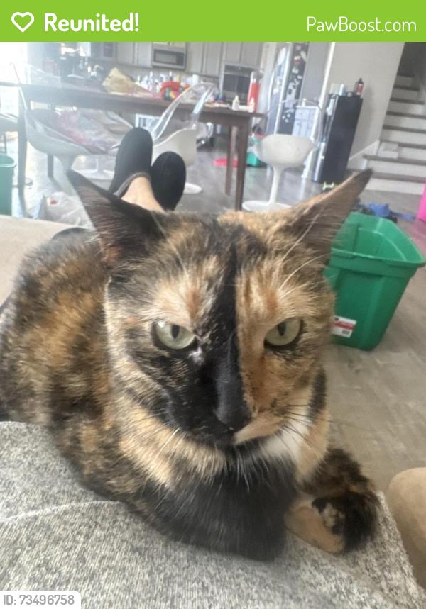 Reunited Female Cat last seen Country walk neighborhood, Winter Haven, FL 33881