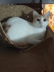 Lost Male Cat last seen Near granada drive, Universal City, TX 78148
