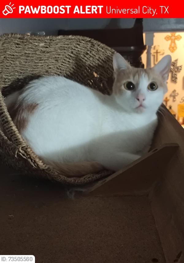 Lost Male Cat last seen Near granada drive, Universal City, TX 78148
