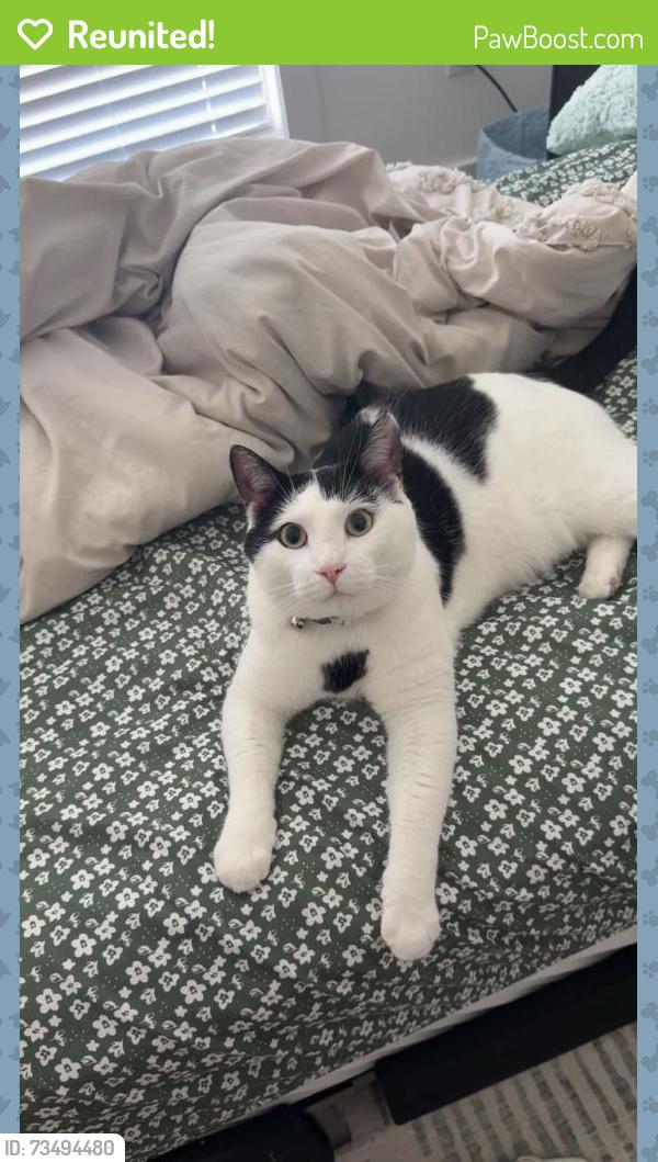 Reunited Male Cat last seen Just remember him by the hse, Monroe, OH 45050