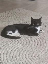 Lost Male Cat last seen Prinknash Road Woodhouse Park, Wythenshawe, England 