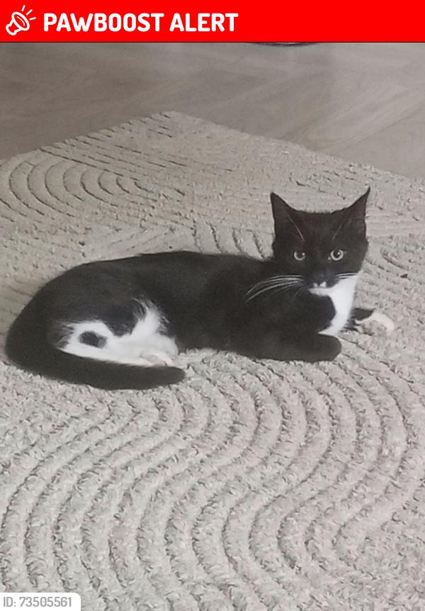 Lost Male Cat last seen Prinknash Road Woodhouse Park, Wythenshawe, England 