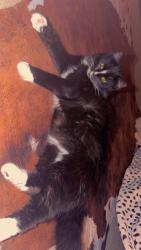 Lost Male Cat last seen Mt tabor school, Winston-Salem, NC 27106