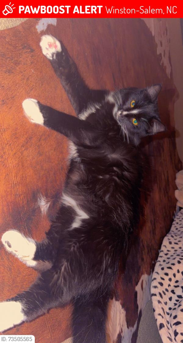 Lost Male Cat last seen Mt tabor school, Winston-Salem, NC 27106