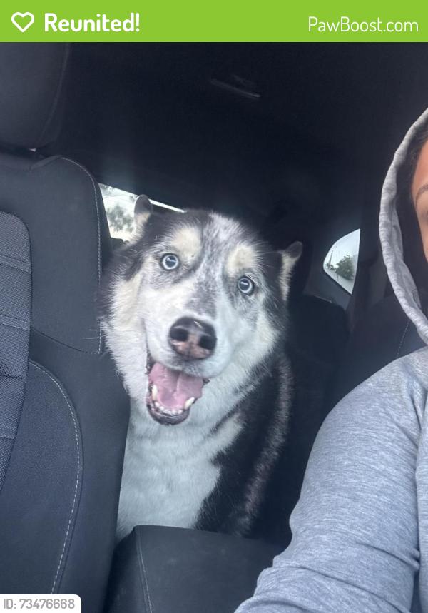 Reunited Male Dog last seen Insoul church, Fayetteville, NC 28314