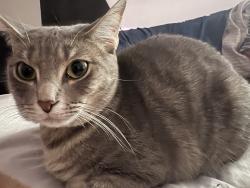 Reunited Female Cat last seen Kiest park, Dallas, TX 75233