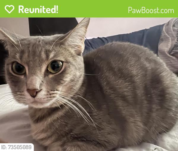 Reunited Female Cat last seen Kiest park, Dallas, TX 75233