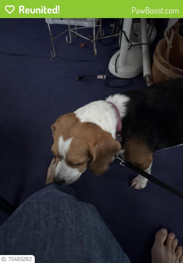 Reunited Female Dog last seen Laben, Hollins, VA 24019