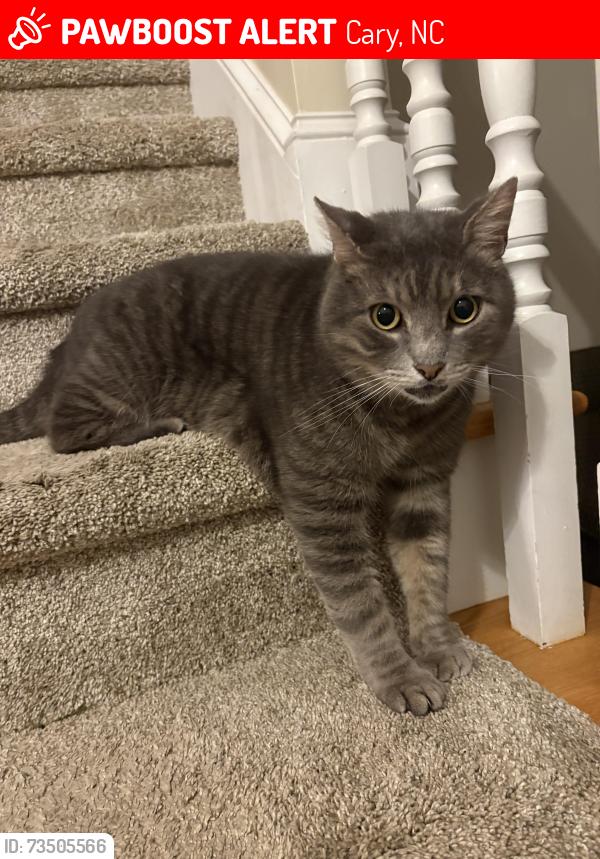 Lost Male Cat last seen Barriedale Cir and Cranborne Ln, Cary, NC 27519