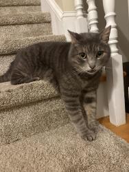 Lost Male Cat last seen Barriedale Cir and Cranborne Ln, Cary, NC 27519