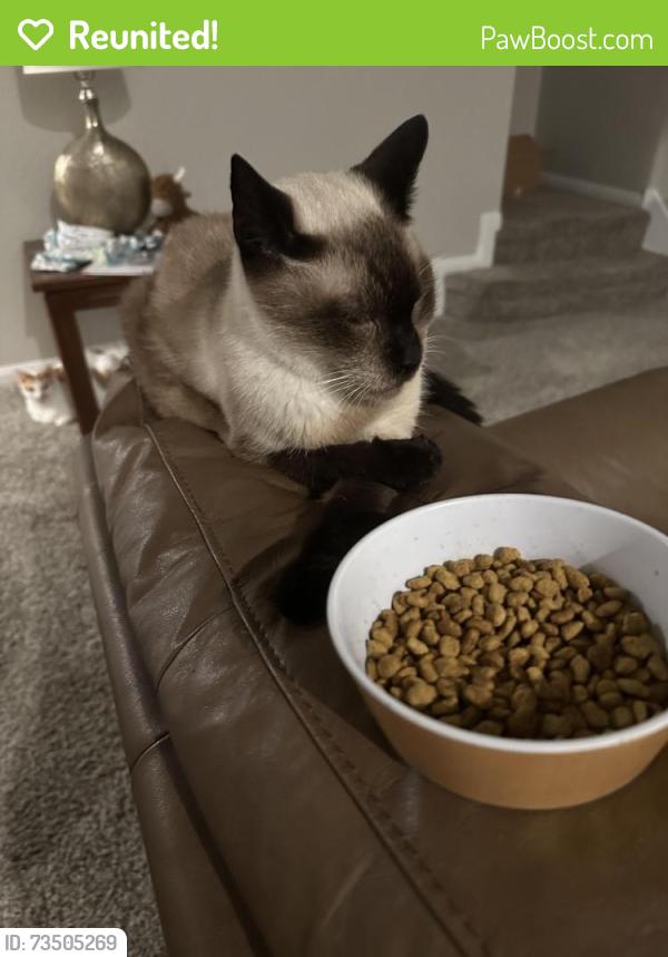 Reunited Male Cat last seen Roy Roger Rd, Patton Village, TX 77372