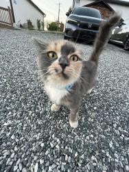 Lost Female Cat last seen Leicester, Asheville, NC 28806