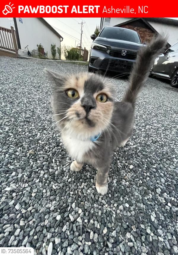 Lost Female Cat last seen Leicester, Asheville, NC 28806