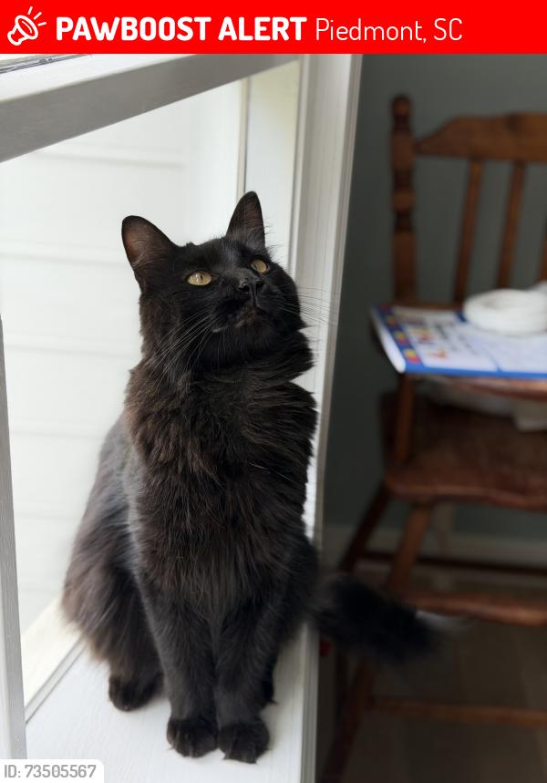 Lost Male Cat last seen Wren Schools, Hwy 17, Piedmont, SC 29673