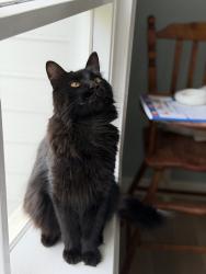 Lost Male Cat last seen Wren Schools, Hwy 17, Piedmont, SC 29673