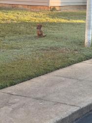 Found/Stray Unknown Dog last seen Riversbank retreat apmts, West Columbia, SC 29169