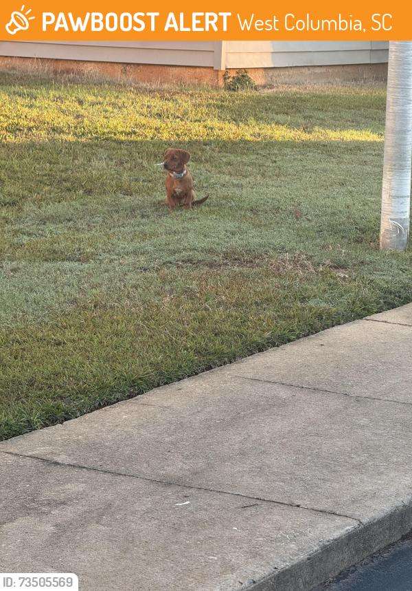 Found/Stray Unknown Dog last seen Riversbank retreat apmts, West Columbia, SC 29169