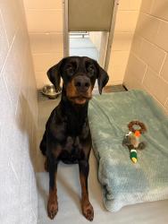 Reunited Male Dog last seen Rannie Street, Jacksonville Beach, FL 32250