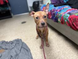Shelter Stray Female Dog last seen Near Park Avenue, BRONX, NY, 10457, 326 E 110th St, New York, NY 10029, USA