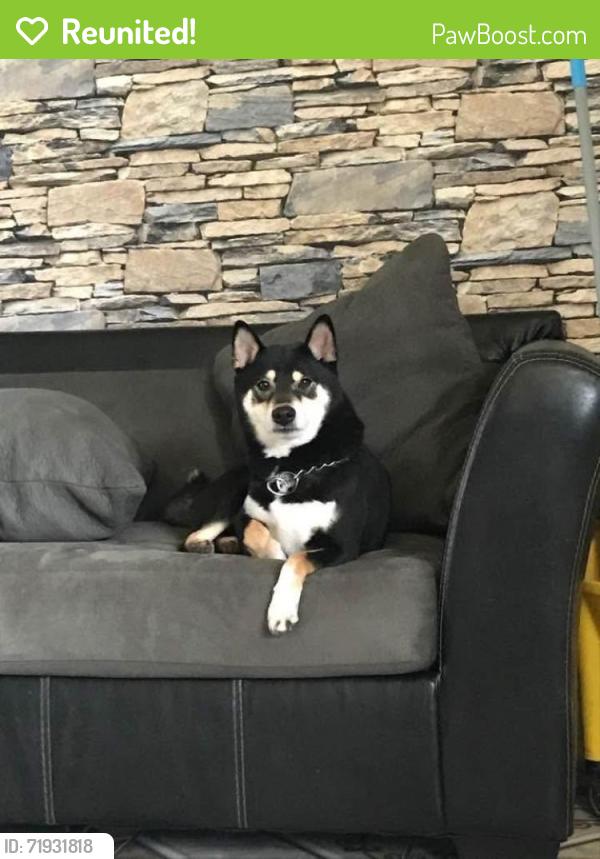 Reunited Male Dog last seen Bustelton and boulevard, Philadelphia, PA 19149