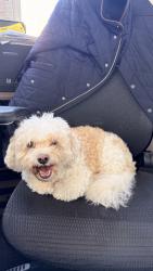 Reunited Male Dog last seen Roslyn Road & Derby Street, East Williston, NY 11596
