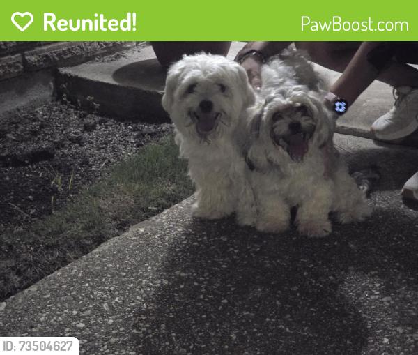 Reunited Female Dog last seen Larkfield Dr, Houston, TX 77059, USA, Houston, TX 77059