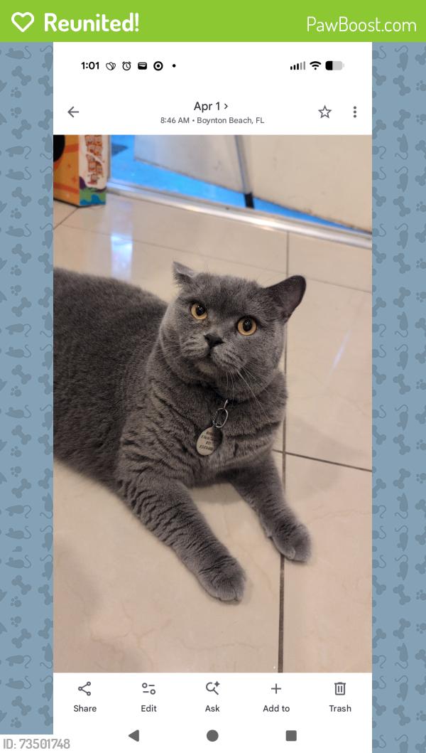 Reunited Male Cat last seen Congress Avenue, Boynton Beach, FL 33426