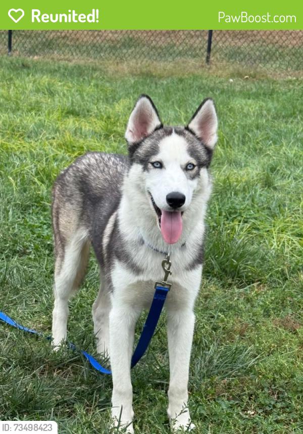 Reunited Male Dog last seen Near Canyon Ct, Southgate, KY 41071, USA, Southgate, KY 41071