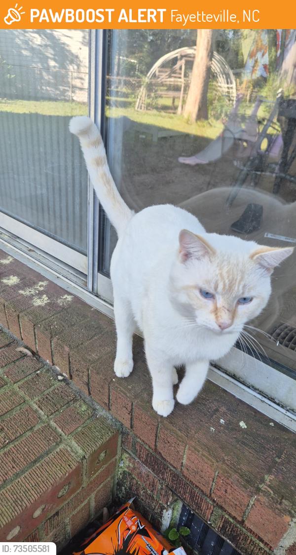 Found/Stray Male Cat last seen Lynhurst Drive, Fayetteville, NC 28314