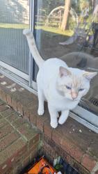 Found/Stray Male Cat last seen Lynhurst Drive, Fayetteville, NC 28314