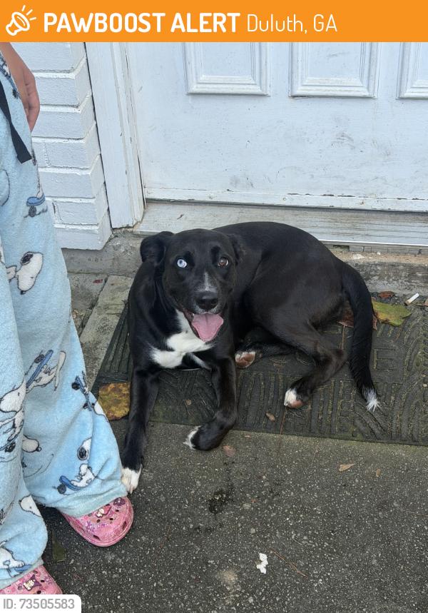 Found/Stray Female Dog last seen Near Pleasant Hill RdDuluth, GA 30096United States, Duluth, GA 30096