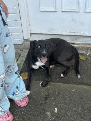 Found/Stray Female Dog last seen Near Pleasant Hill RdDuluth, GA 30096United States, Duluth, GA 30096