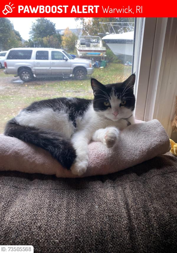Lost Female Cat last seen Point ave, Warwick, RI 02889
