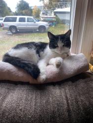 Lost Female Cat last seen Point ave, Warwick, RI 02889