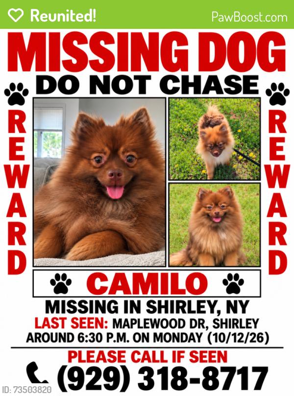 Reunited Male Dog last seen Maplewood Dr & Cedarwood Dr in Shirley, NY, Shirley, NY 11967
