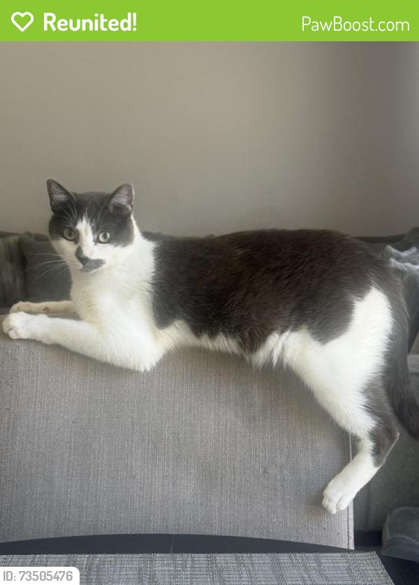 Reunited Male Cat last seen Near Rainwood Way, Antioch, CA 94531, USA, Antioch, CA 94531