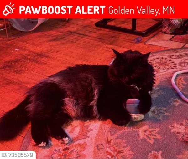 Lost Female Cat last seen Speedway off Douglas Dr and Duluth St, Golden Valley, MN 55422