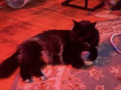 Lost Female Cat last seen Speedway off Douglas Dr and Duluth St, Golden Valley, MN 55422