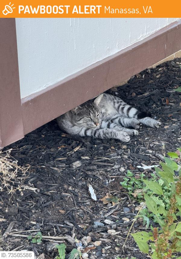 Found/Stray Unknown Cat last seen Irongateway, Manassas, VA 20109