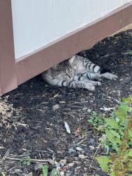 Found/Stray Unknown Cat last seen Irongateway, Manassas, VA 20109
