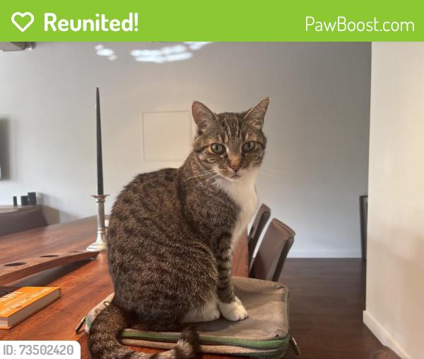 Reunited Male Cat last seen Bush & Webster, San Francisco, CA 94109